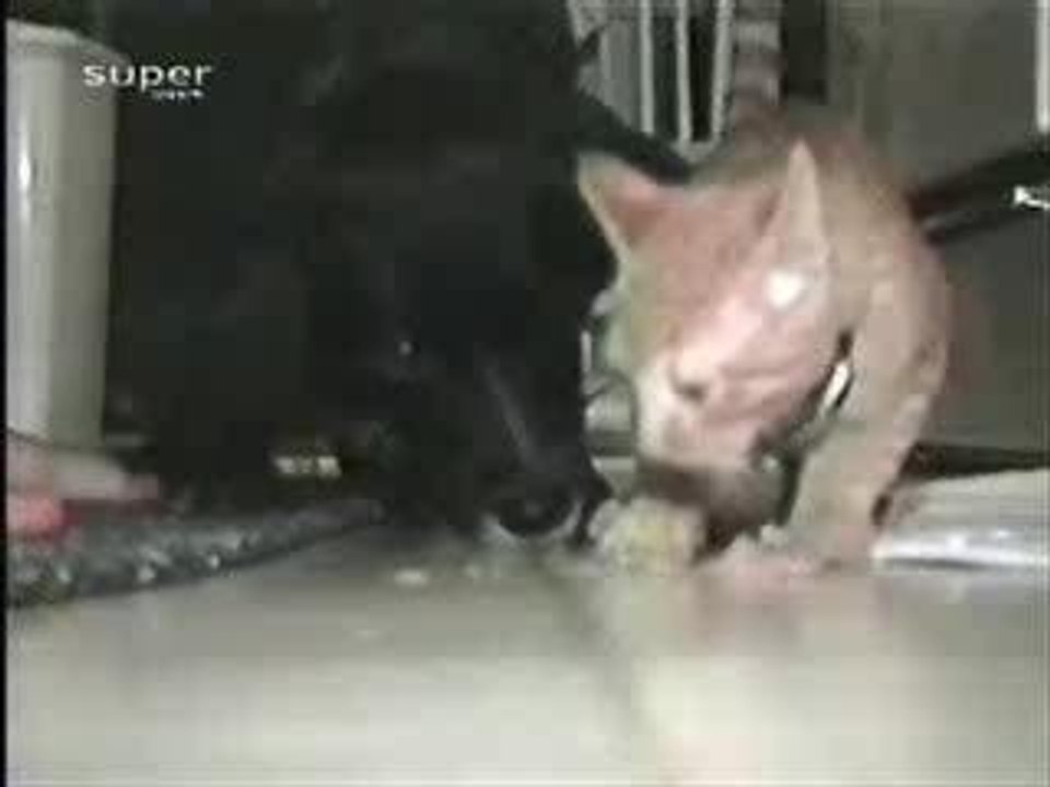 Chat égoîste