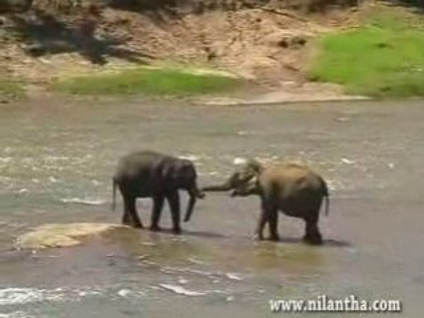 sri lanka -elephant orphanage in Pinnawala