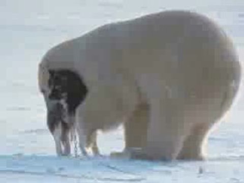 Polar bears and dogs playing