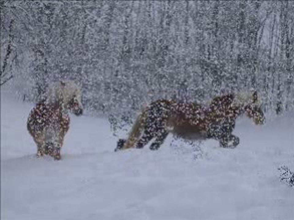 Joyeux noel et bonne anne des haflingers des haute savoie