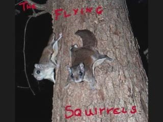 The Flying Squirrels - Rocky