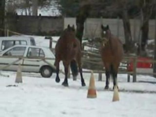 La Bourboule: Chevaux à l'hippodrome