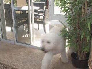 Los Angeles Pet Owners - Save Gas by Ordering Online Now!