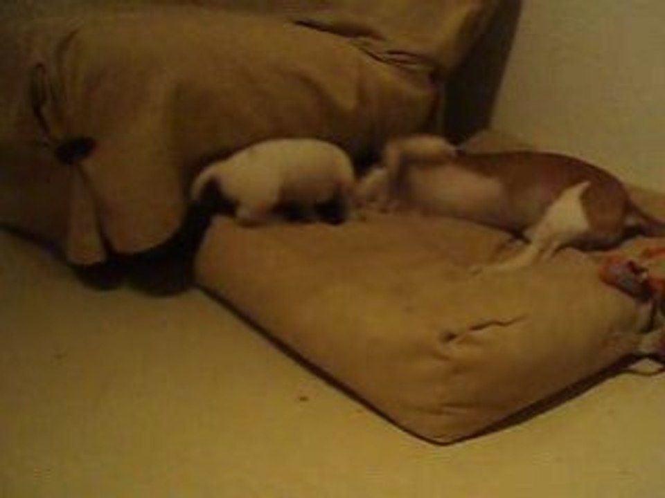 cody et dely