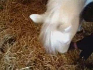 cheval révérence