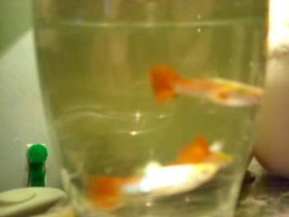 Guppy Blond