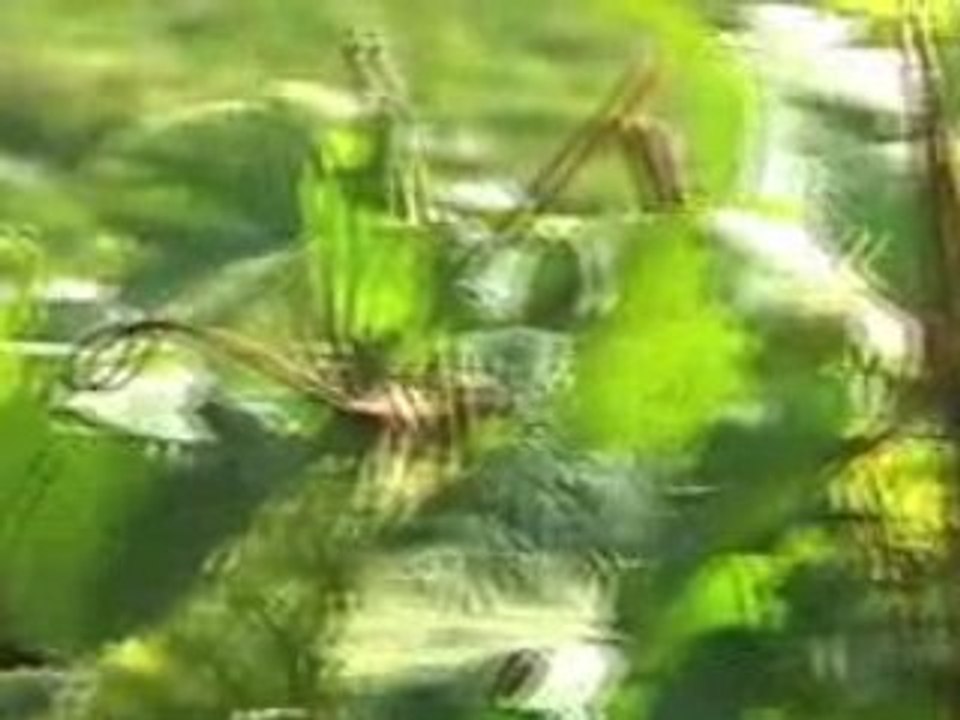 Bande Annonce St-Vincent