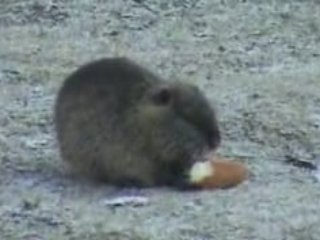 Les ragondins de verneuil en halatte