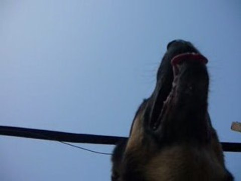 entraînement agility 29.12.08