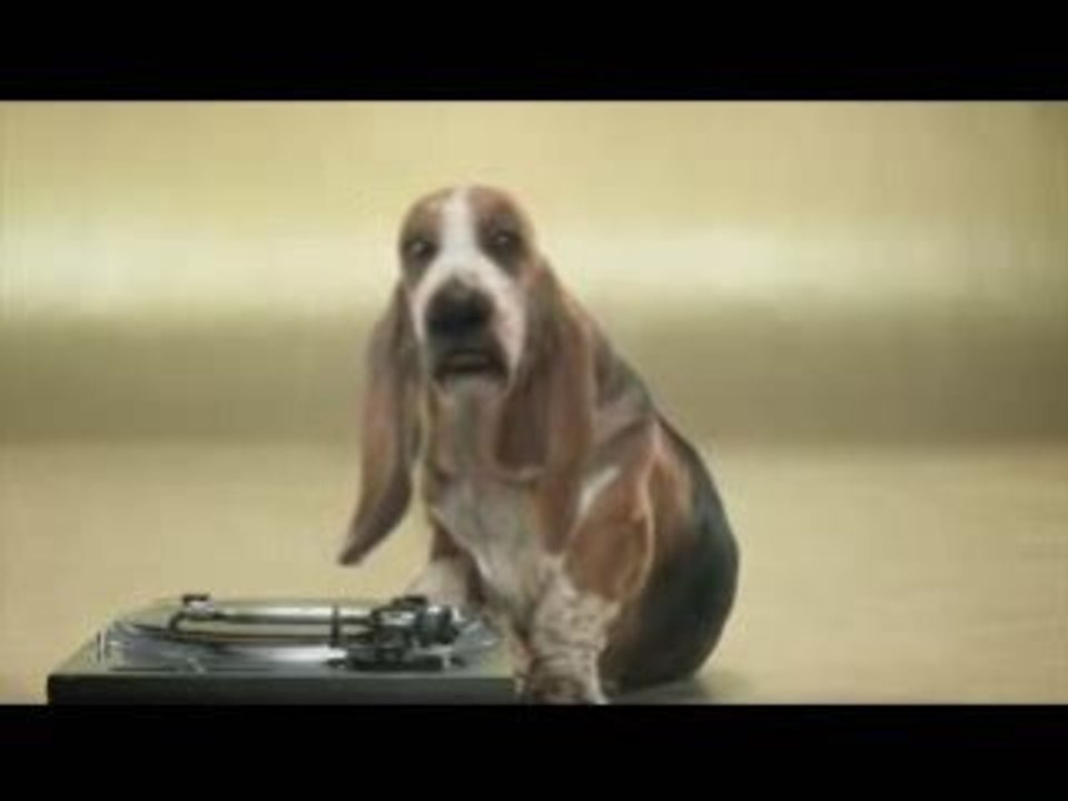 Beat box dog