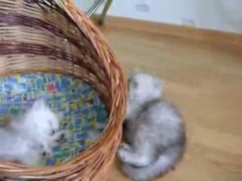 Chaton mignon