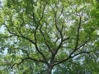 La Forêt de Ripaille en Haute Savoie, la nature en concentré