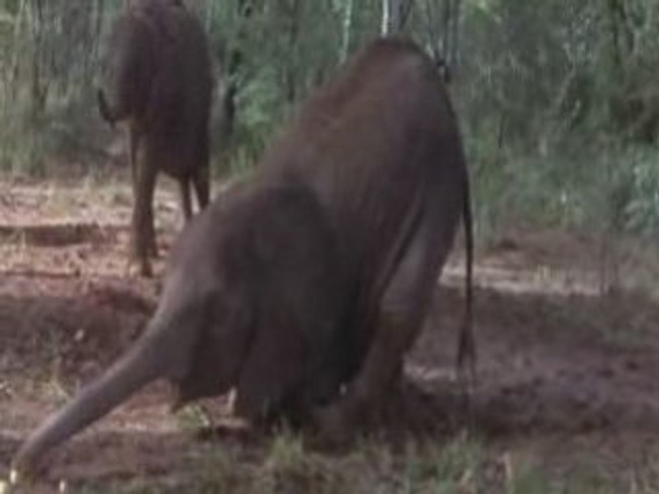 Animals drunk with maroulla Fruit
