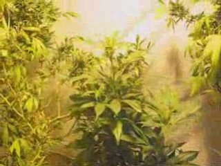 Early Selecta & Perpetuel Harvest