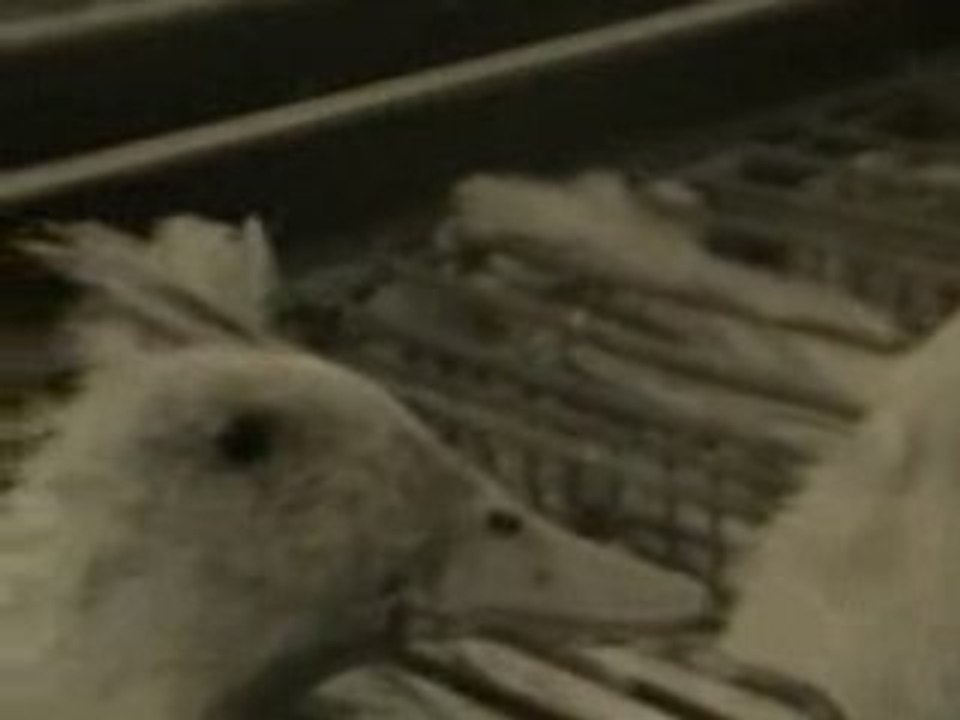 çacraint