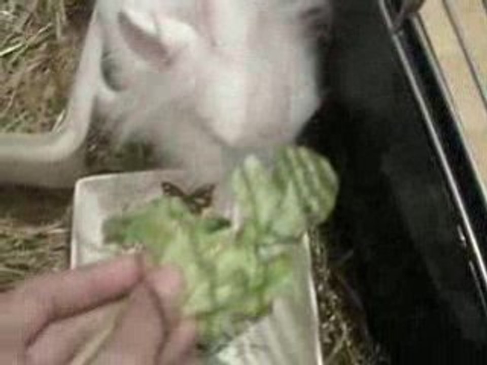 Violette mon lapin