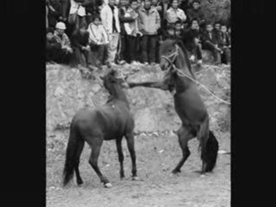 Le cheval