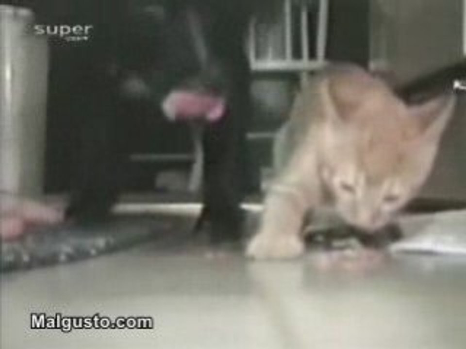 cat and the dog