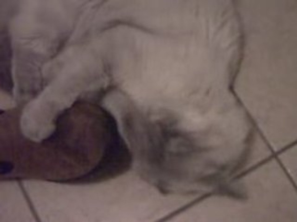 Dizzy aime les chaussons