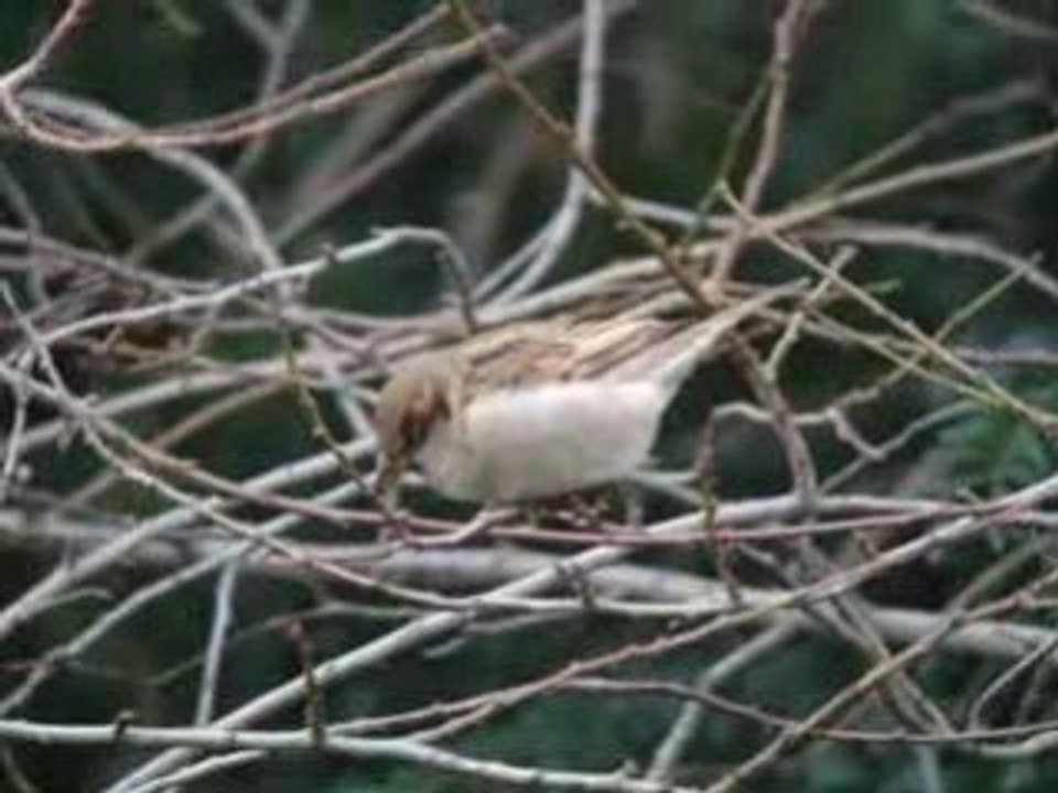 moineaux mangeant les bourgeons