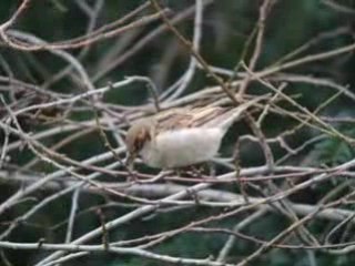 moineaux mangeant les bourgeons