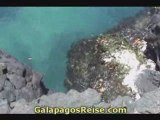 The Galapagos Islands - Video Tour Part 22