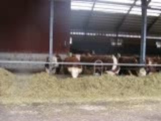 Organik ot=organik et 29.12.2008 003