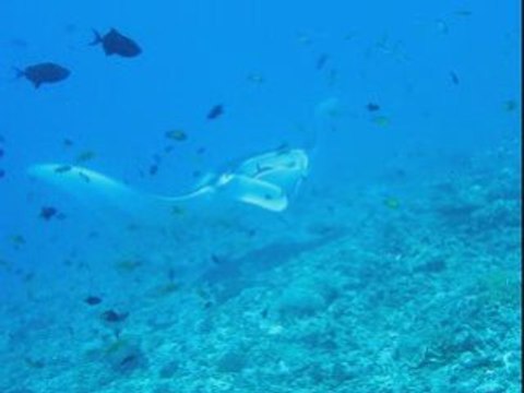 Vidéo Raie Manta - Maldives Avril 2007