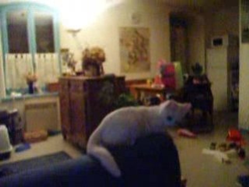 titus le chat fou :the revenge