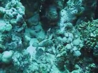 Vidéo Croisière Grand Sud - Egypte Septembre 2007.mpg