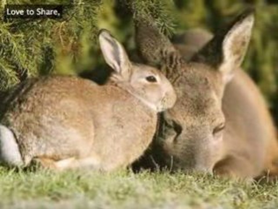 BAMBI & THUMPER