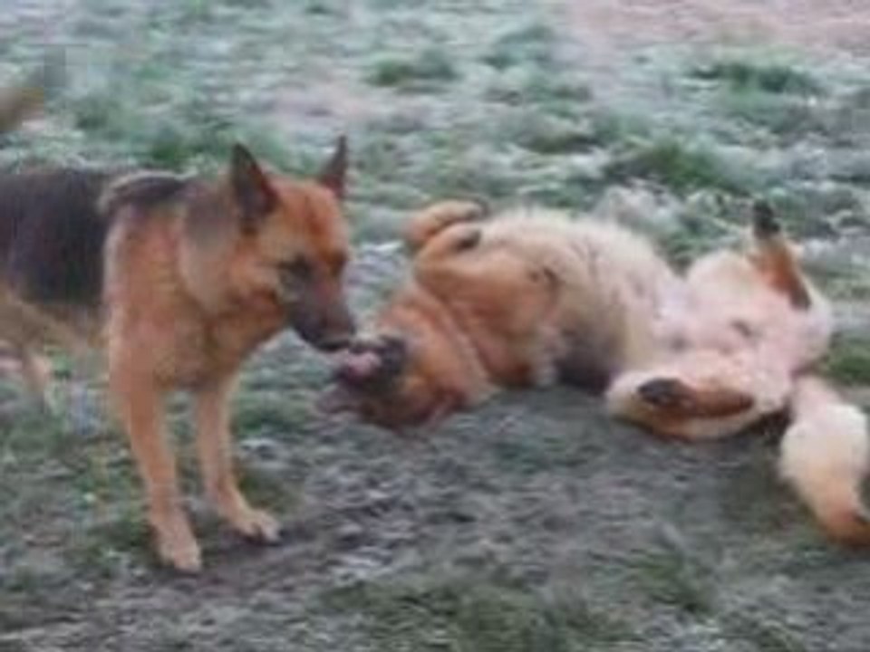 chien drôle