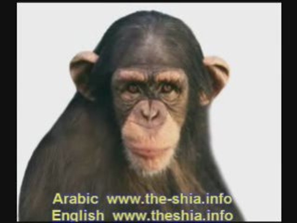 اسمع إلى هذا القرد الشيعي