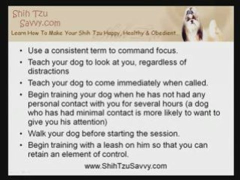 How To Train A Shih Tzu to Focus on your Face when Commanded