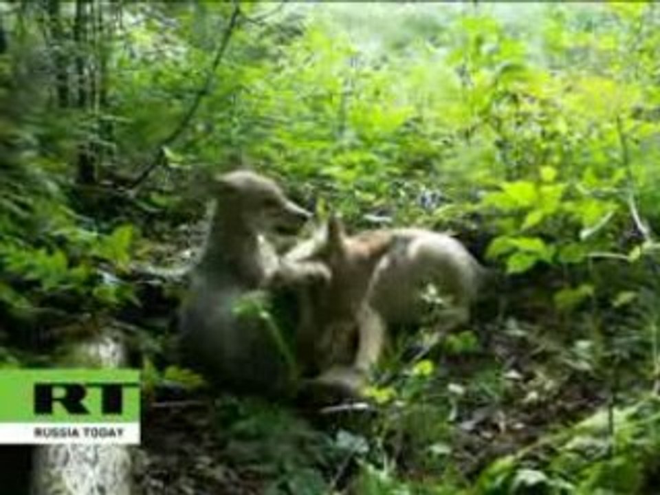 They are strong! Really strong! Just not heavy enough...