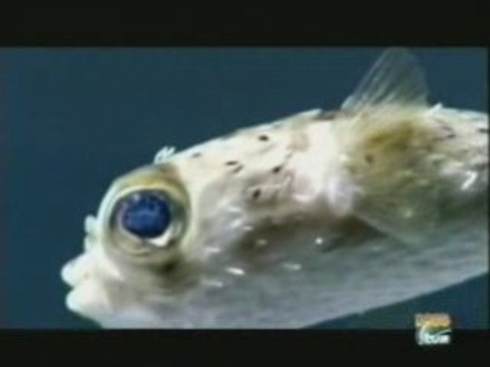 Fugu (tretradotoxina): Veneno en el pez globo