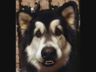 Obama Dog Auditions Al Eco Friendly Moore