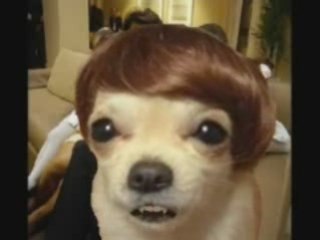 Funny Obama Dog Auditions Pierre Amour