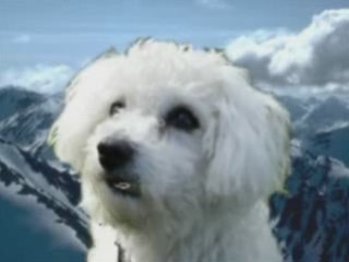 OMG Funny Spoof Obama Dog Auditions Sierra Daylin