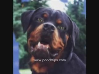 Funny Talking Dog Obama Dog Auditions Todd Dogojevich