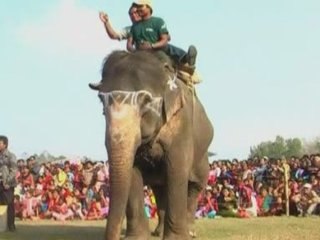 Fifth annual elephant games