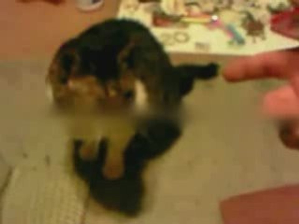 Rol yapan kedi