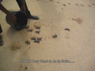 Releasing Minute Old Baby Turtles into the Sea