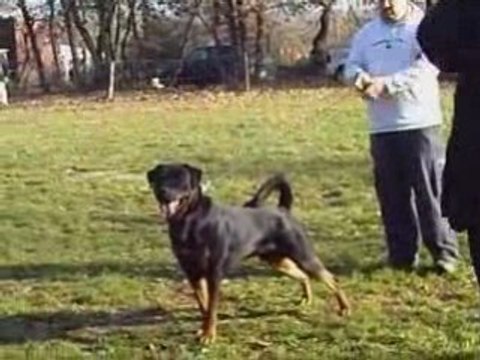 Rottweiler nationale 2008 rhapsodie et balzac