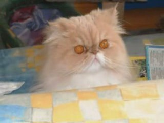 bonnes fetes de fin d année