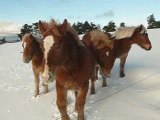 Vidéos des chevaux dans le neige et le chien Kapy