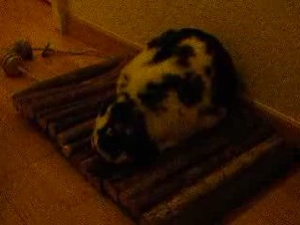 Obi-wan et son dessert de noël 2