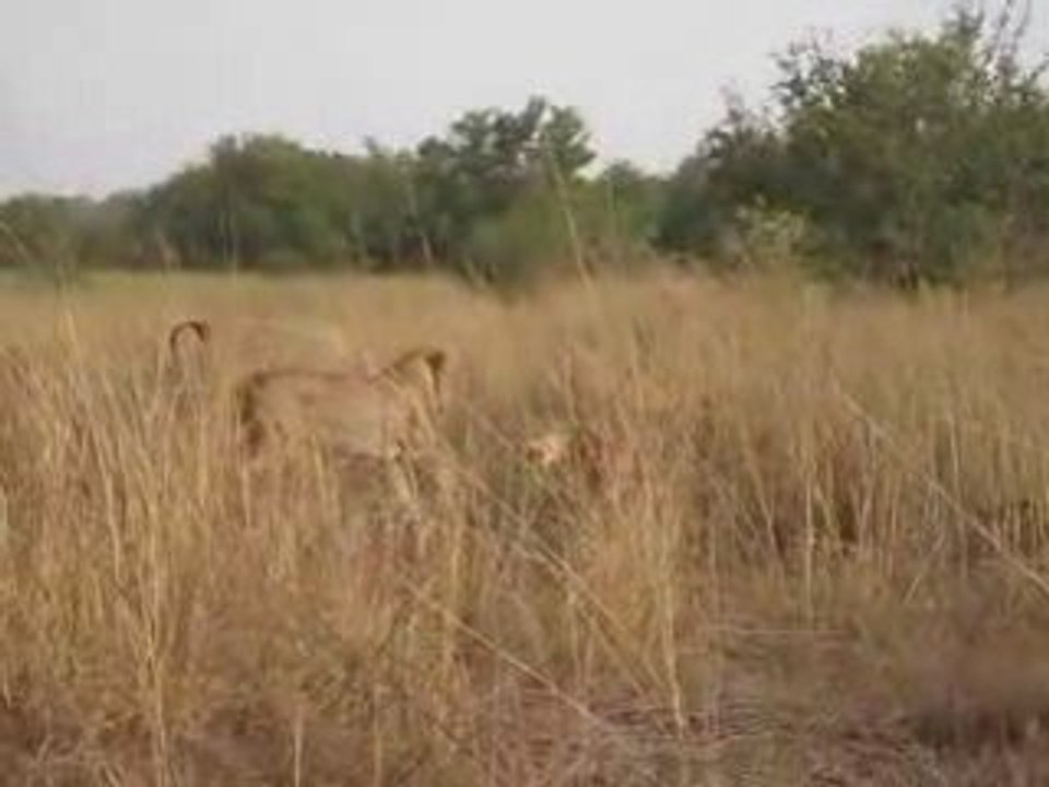 WhenLionsAttack