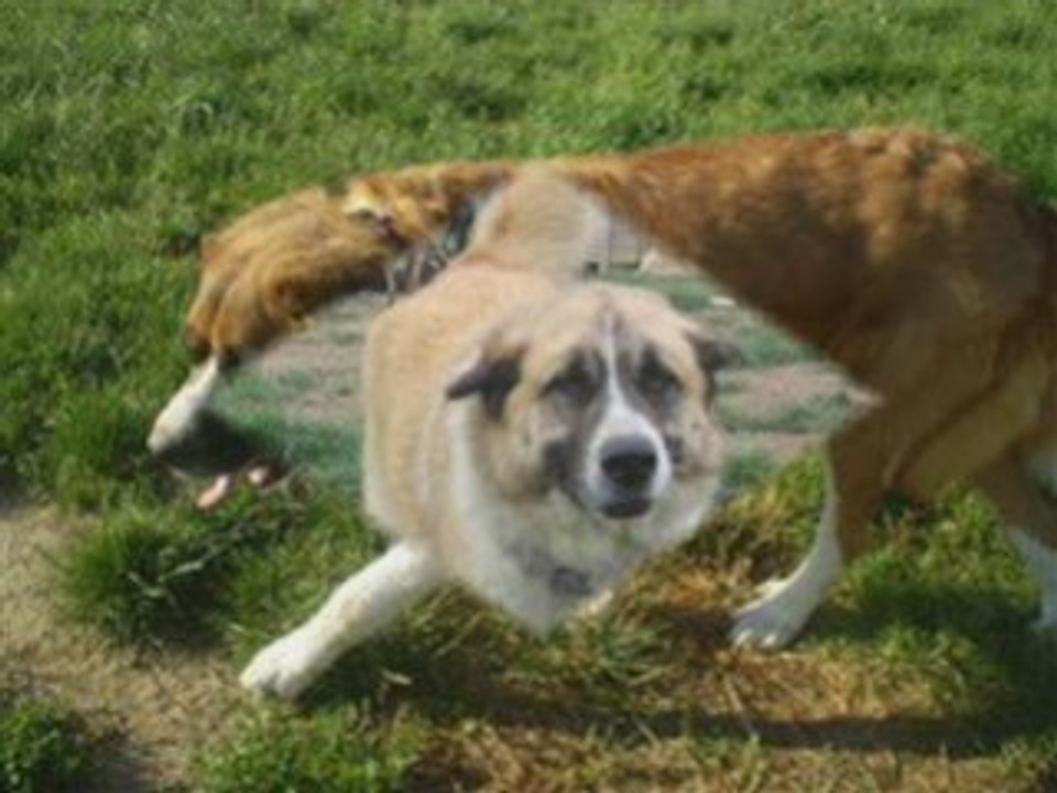 Adoptions2_0003