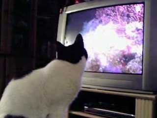 Ch@movie- KIRIA regarde une emision sur les poissons